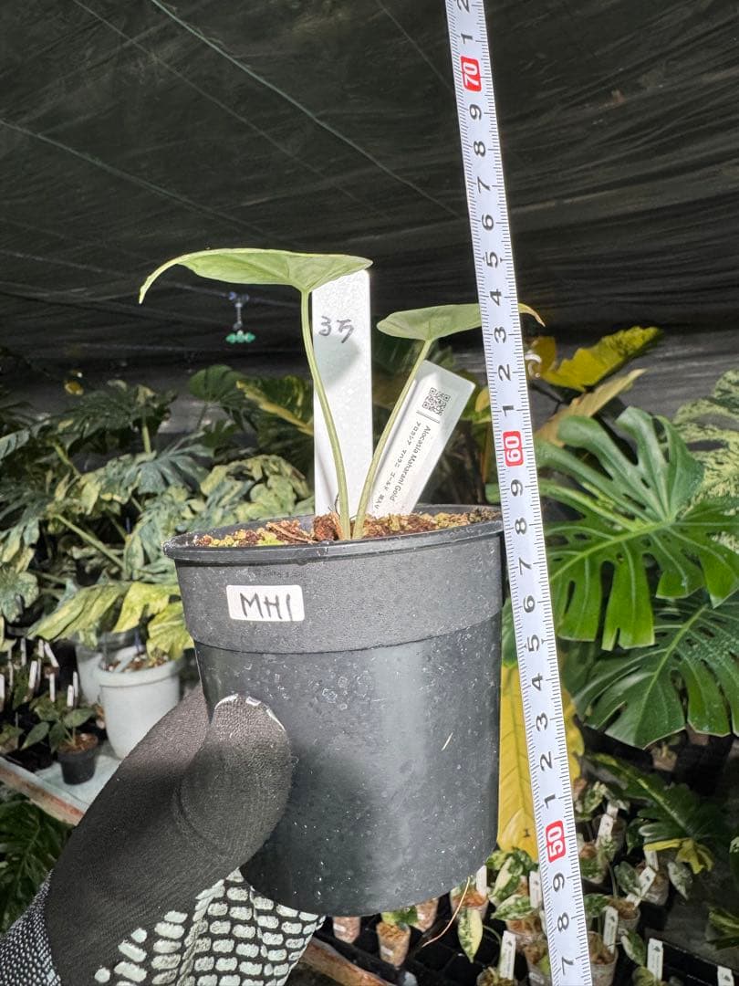 MH1アロカシア　マハラニ　ゴールド　黄斑入り