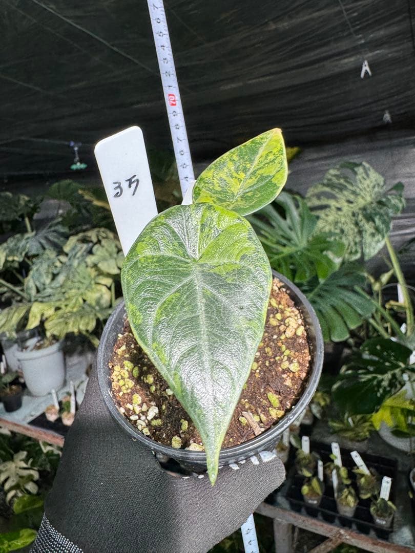 MH1アロカシア　マハラニ　ゴールド　黄斑入り