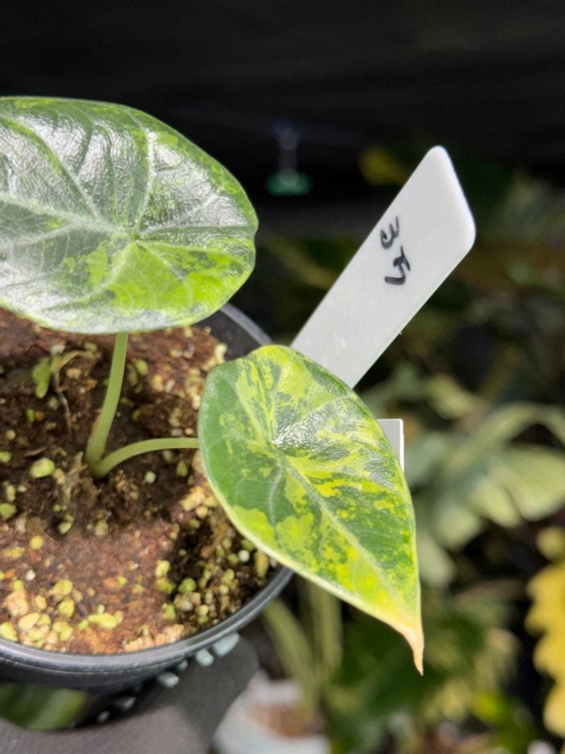 MH1アロカシア　マハラニ　ゴールド　黄斑入り