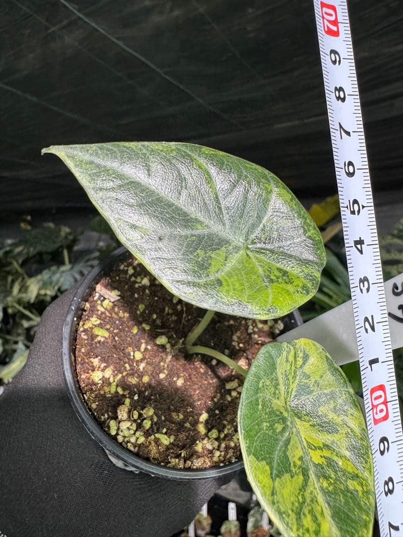 MH1アロカシア　マハラニ　ゴールド　黄斑入り