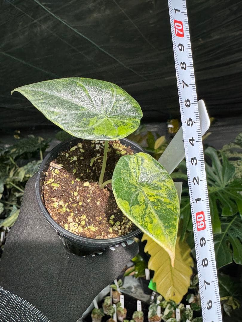 MH1アロカシア　マハラニ　ゴールド　黄斑入り