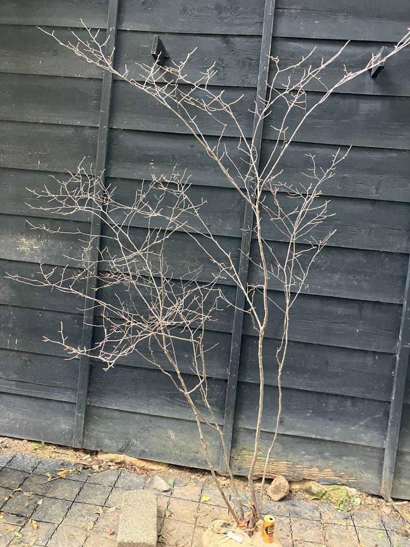 300 山採り　ナツハゼ