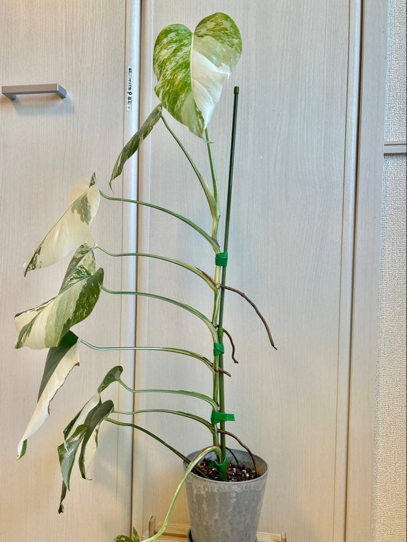 【最美株】72cm斑入りモンステラ