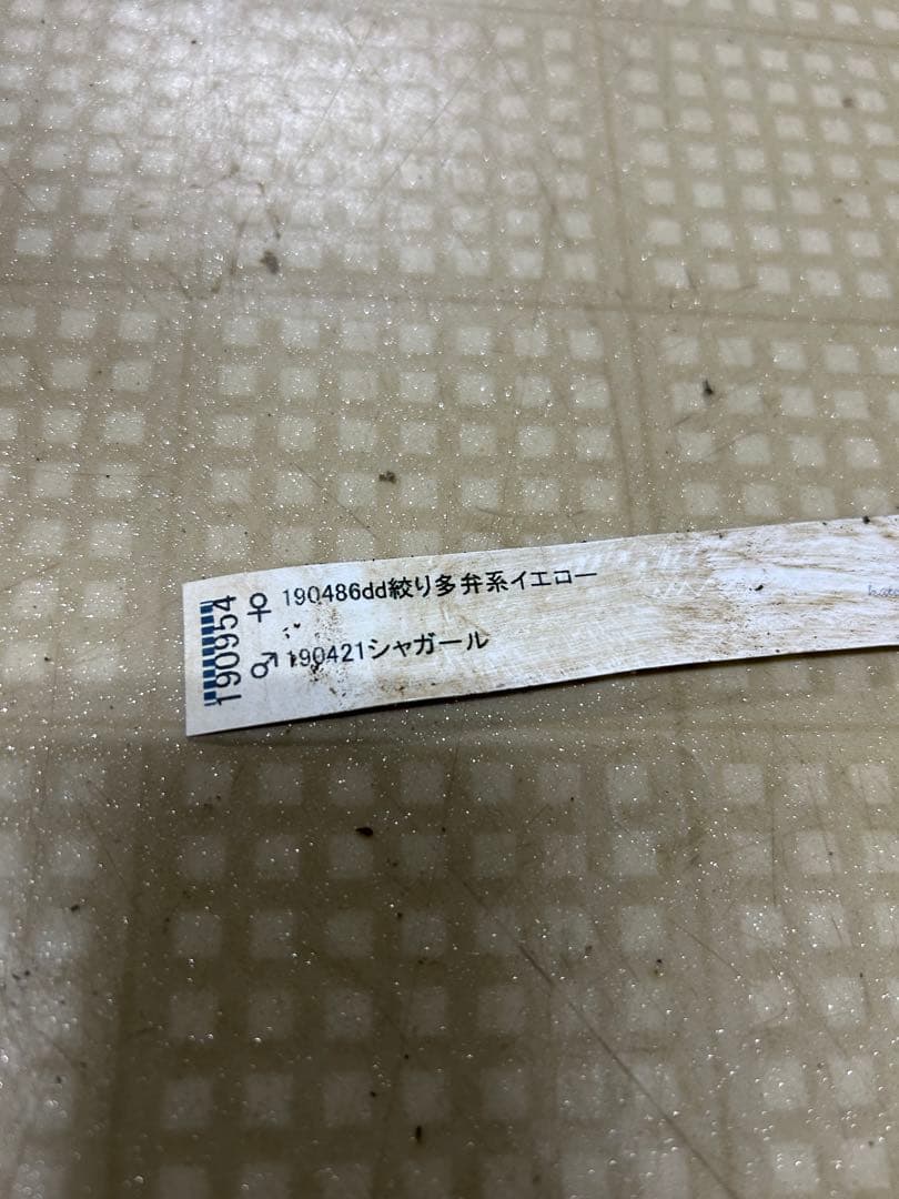 シャガール交配 加藤農園 クリスマスローズ 同梱可能