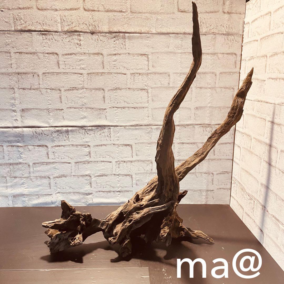 天然流木233 アク抜き処理済み　沈水処理済み　ビオトープ　水槽レイアウト