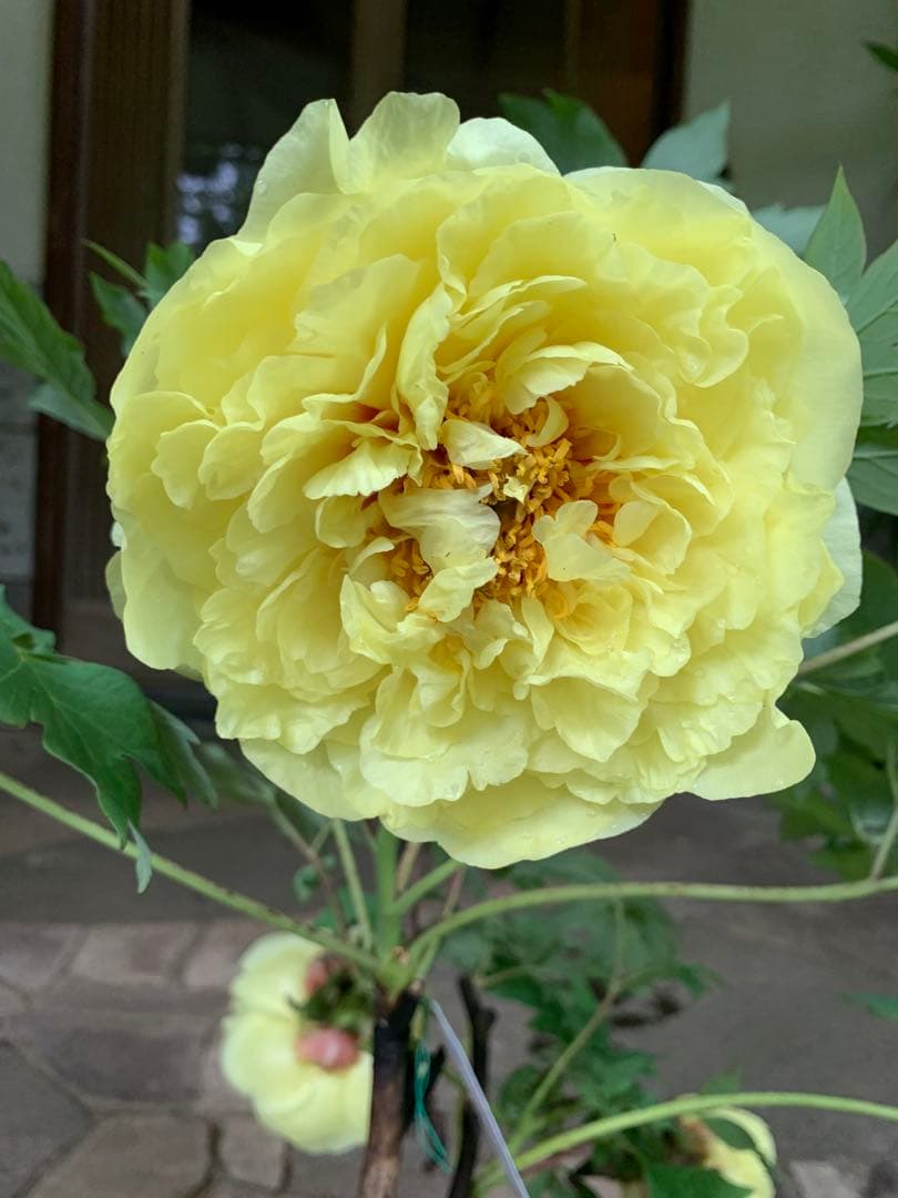 ボタン牡丹 金晃 鉢ごと発送