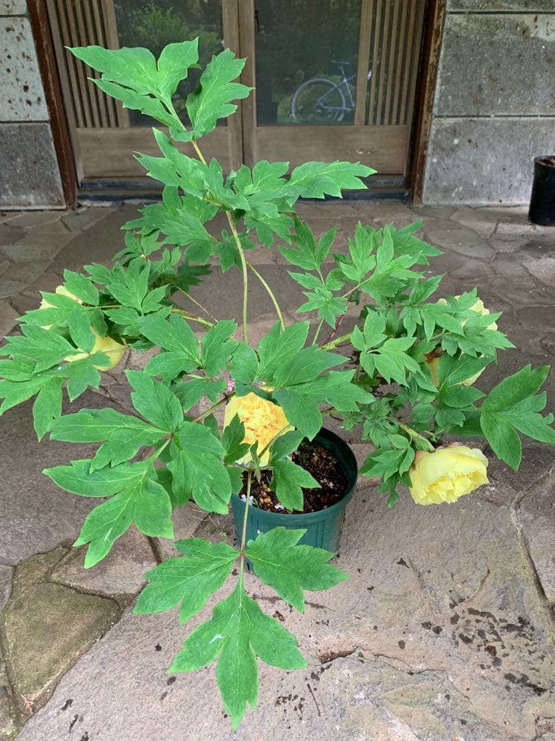 ボタン牡丹 金晃 鉢ごと発送