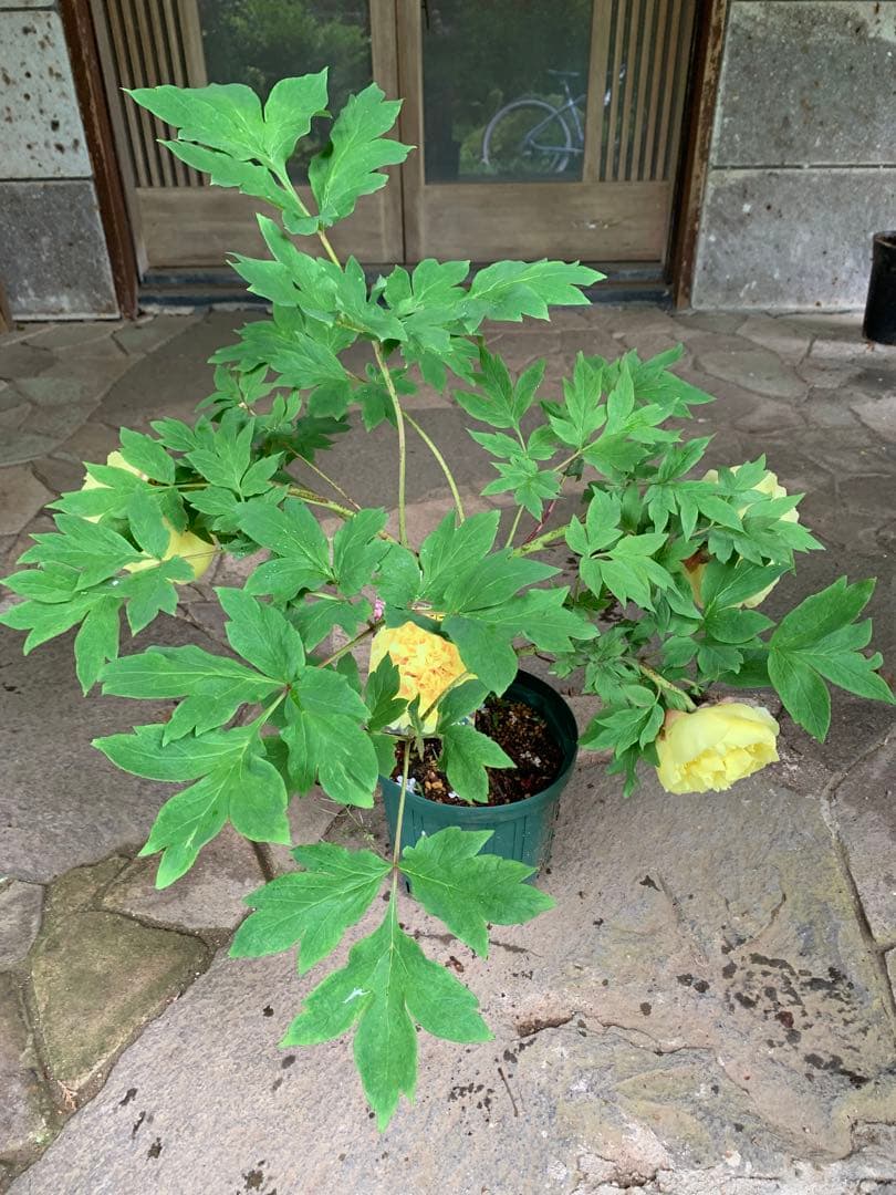 ボタン牡丹 金晃 鉢ごと発送