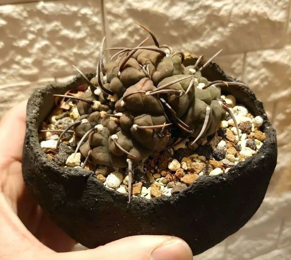 【激レア】ギムノカリキウム ダブルヘッド 実生 一本刺バッテリー 双頭　扁平！