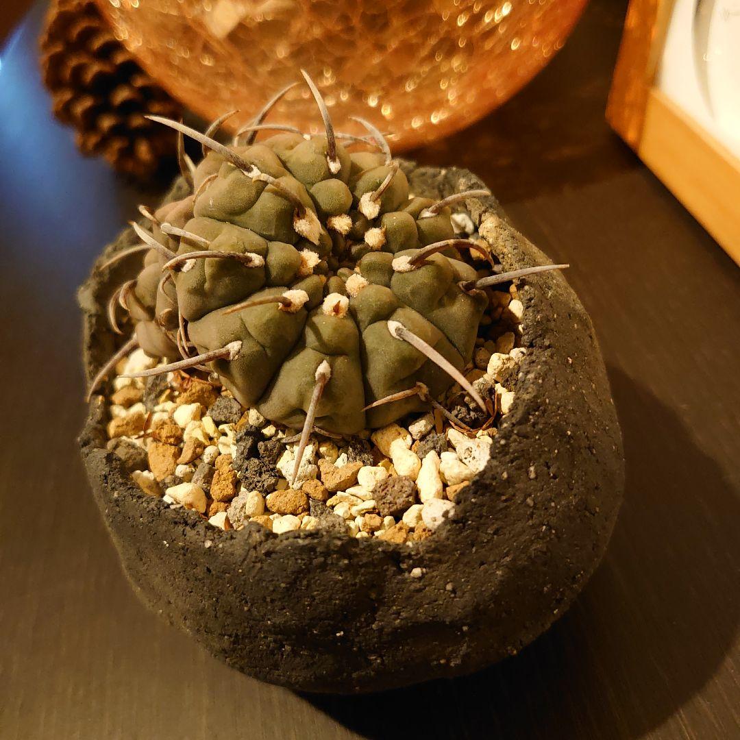 【激レア】ギムノカリキウム ダブルヘッド 実生 一本刺バッテリー 双頭　扁平！