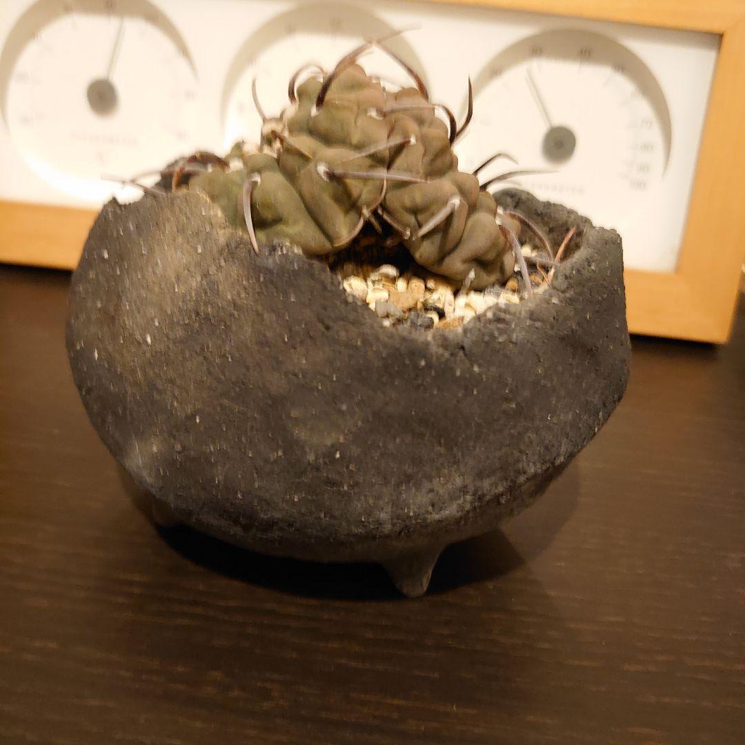 【激レア】ギムノカリキウム ダブルヘッド 実生 一本刺バッテリー 双頭　扁平！