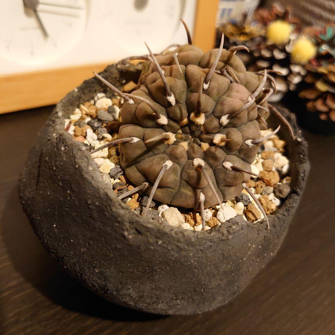 【激レア】ギムノカリキウム ダブルヘッド 実生 一本刺バッテリー 双頭　扁平！