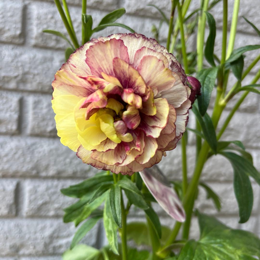 ラナンキュラス ラックス アイオリア♡キメラ