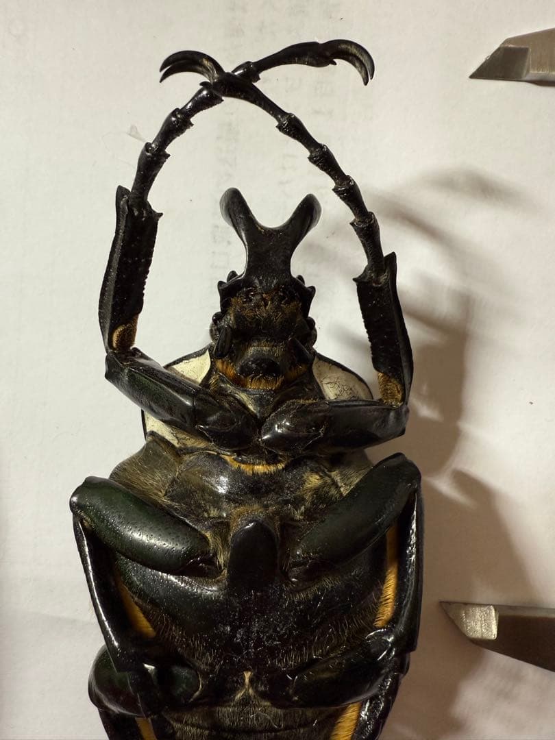 昆虫標本　カメルーン　ゴライアスオオツノハナムグリ　約100mm M1