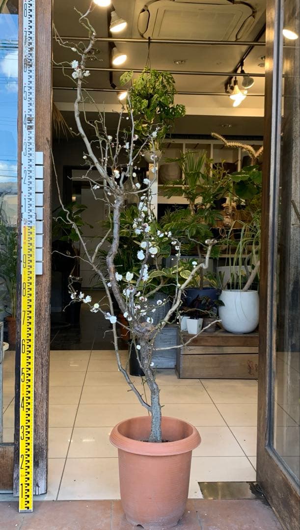 雲竜梅　ウンリュウバイ 10号 1