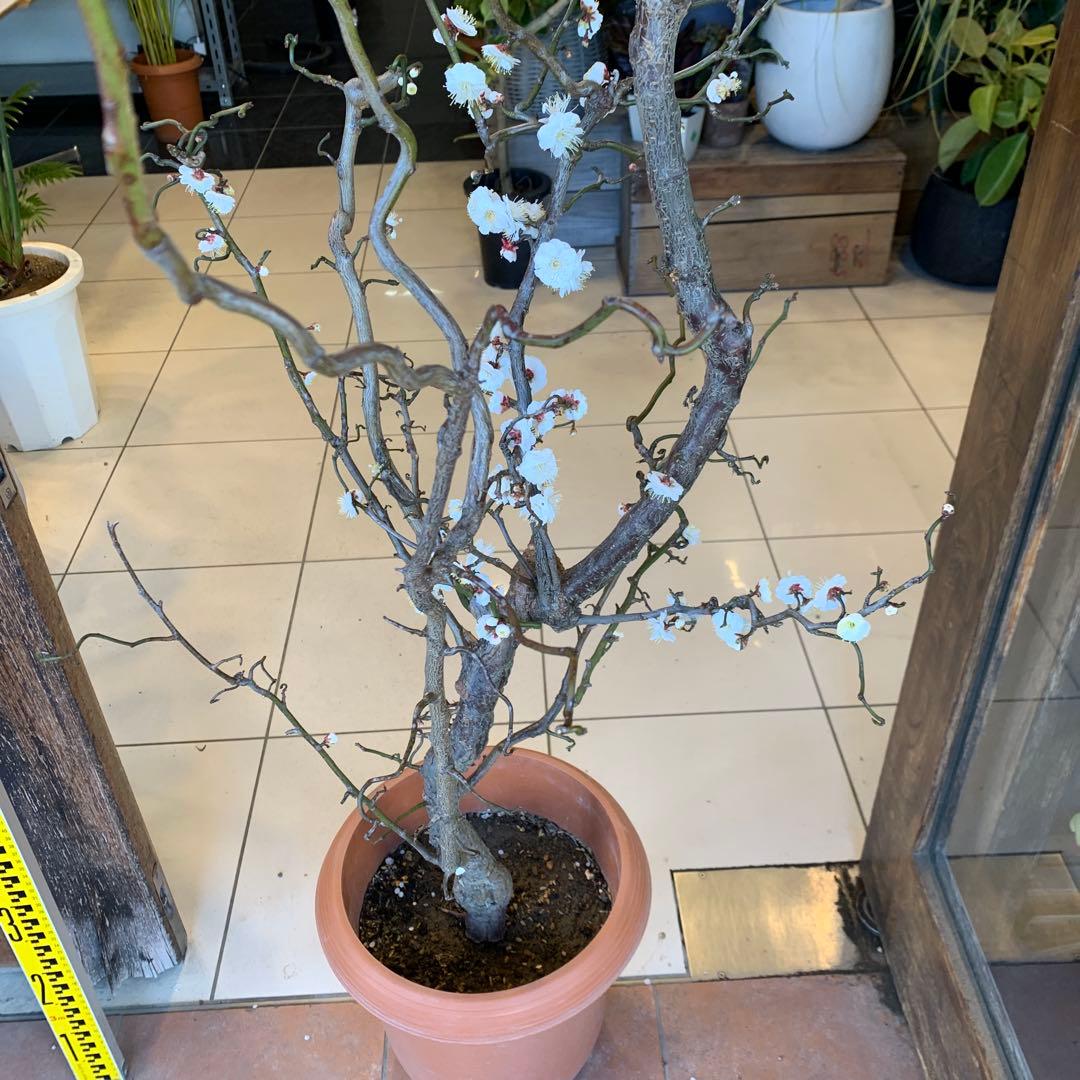 雲竜梅　ウンリュウバイ 10号 1