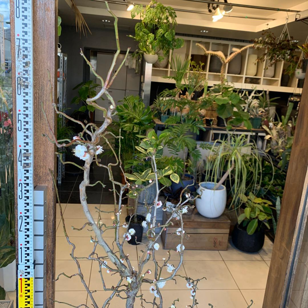 雲竜梅　ウンリュウバイ 10号 1