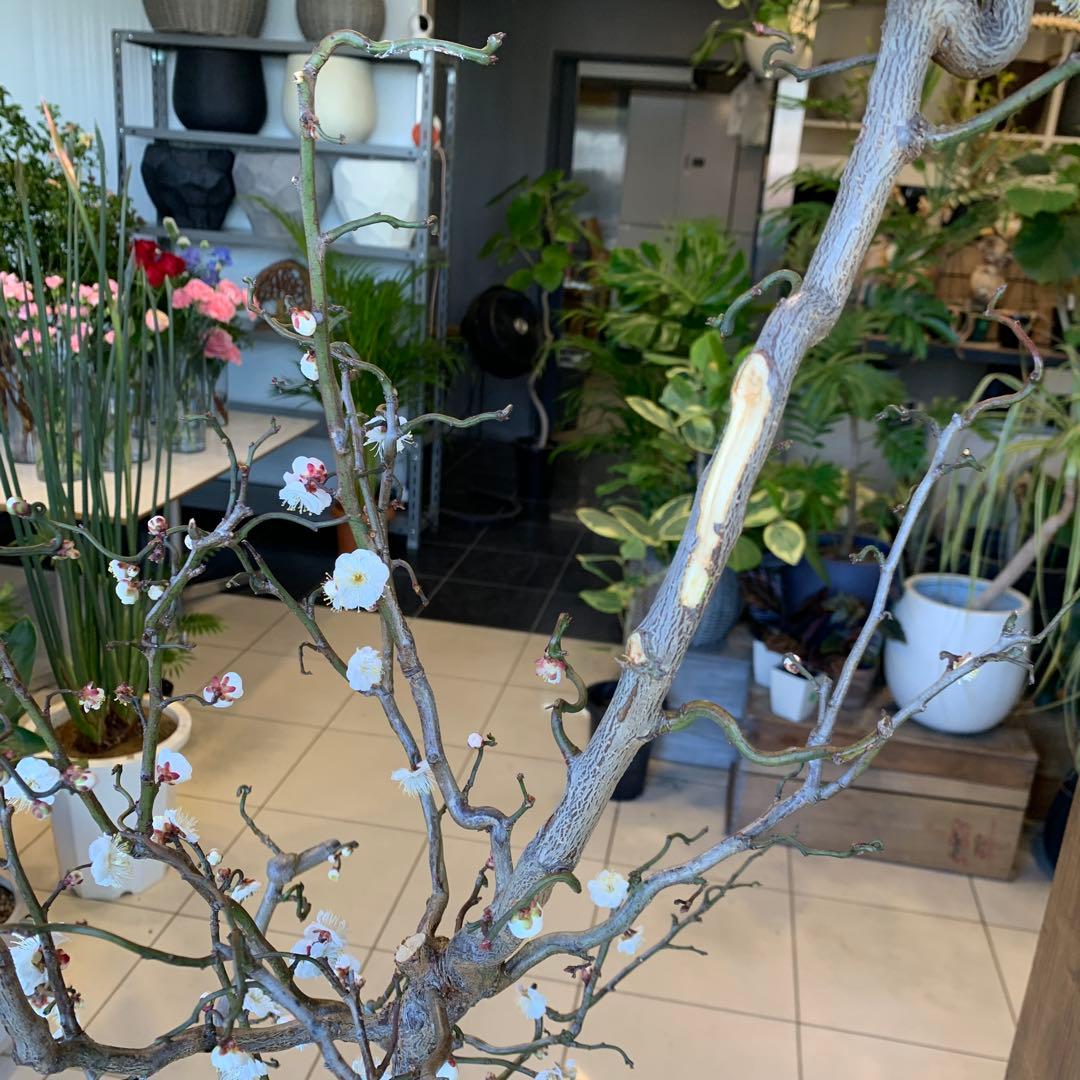 雲竜梅　ウンリュウバイ 10号 1