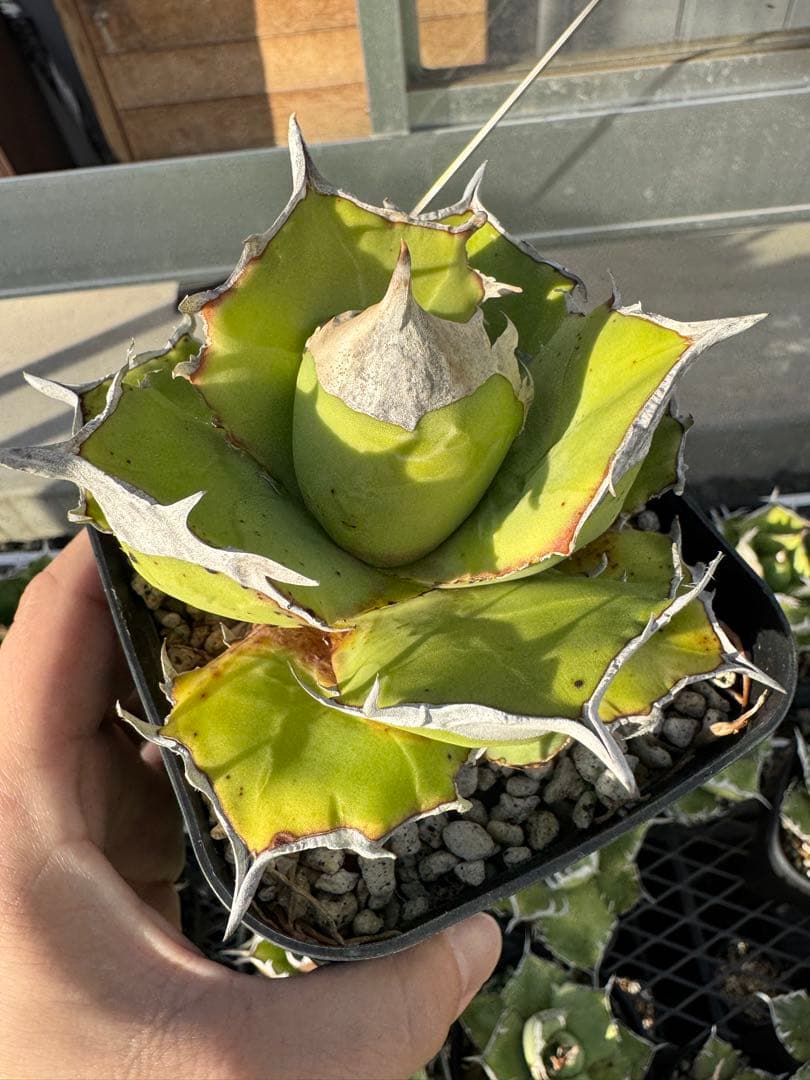 アガベ　チタノタ　白犀牛　子株