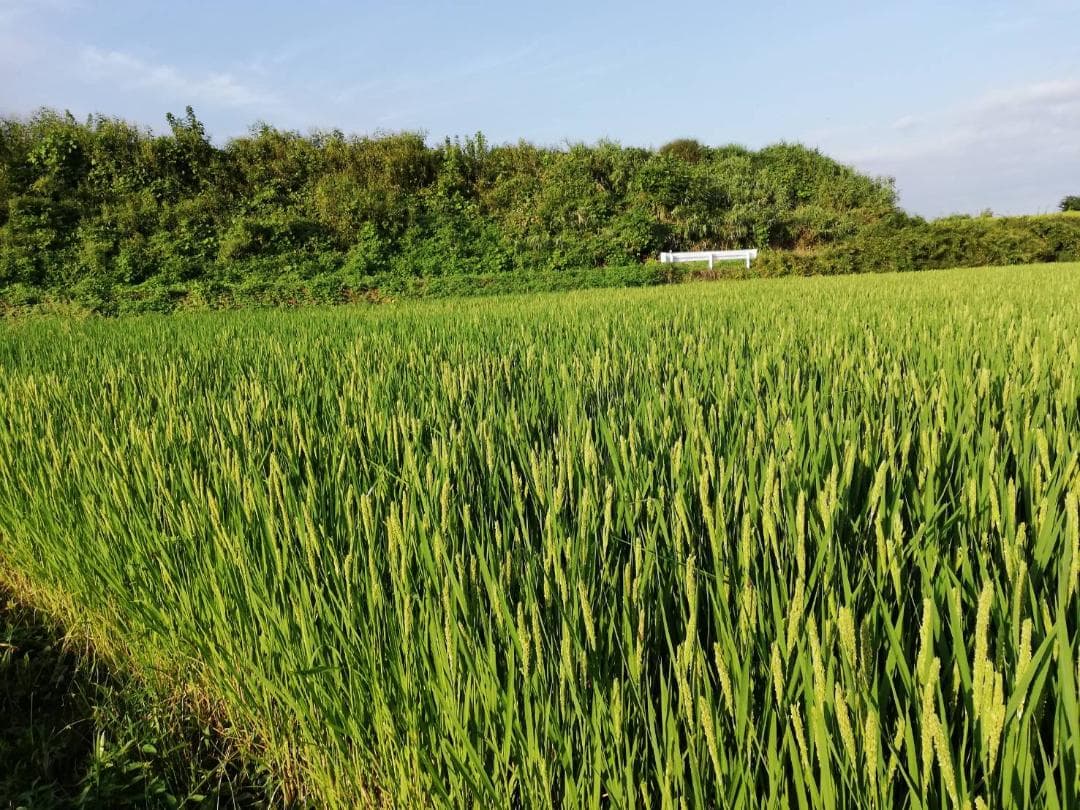 農薬不使用　ハッピーヒル（うるち）籾1キロ　種籾　陸稲　おかぼ　畑で育つ