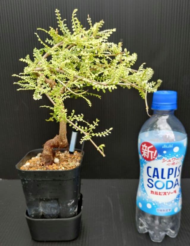 【超希少株】 オペルクリカリア ヒファエノイデス 斑入り