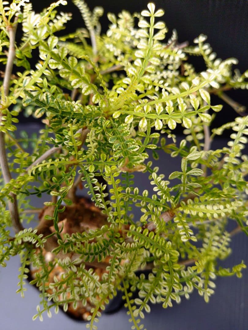 【超希少株】 オペルクリカリア ヒファエノイデス 斑入り