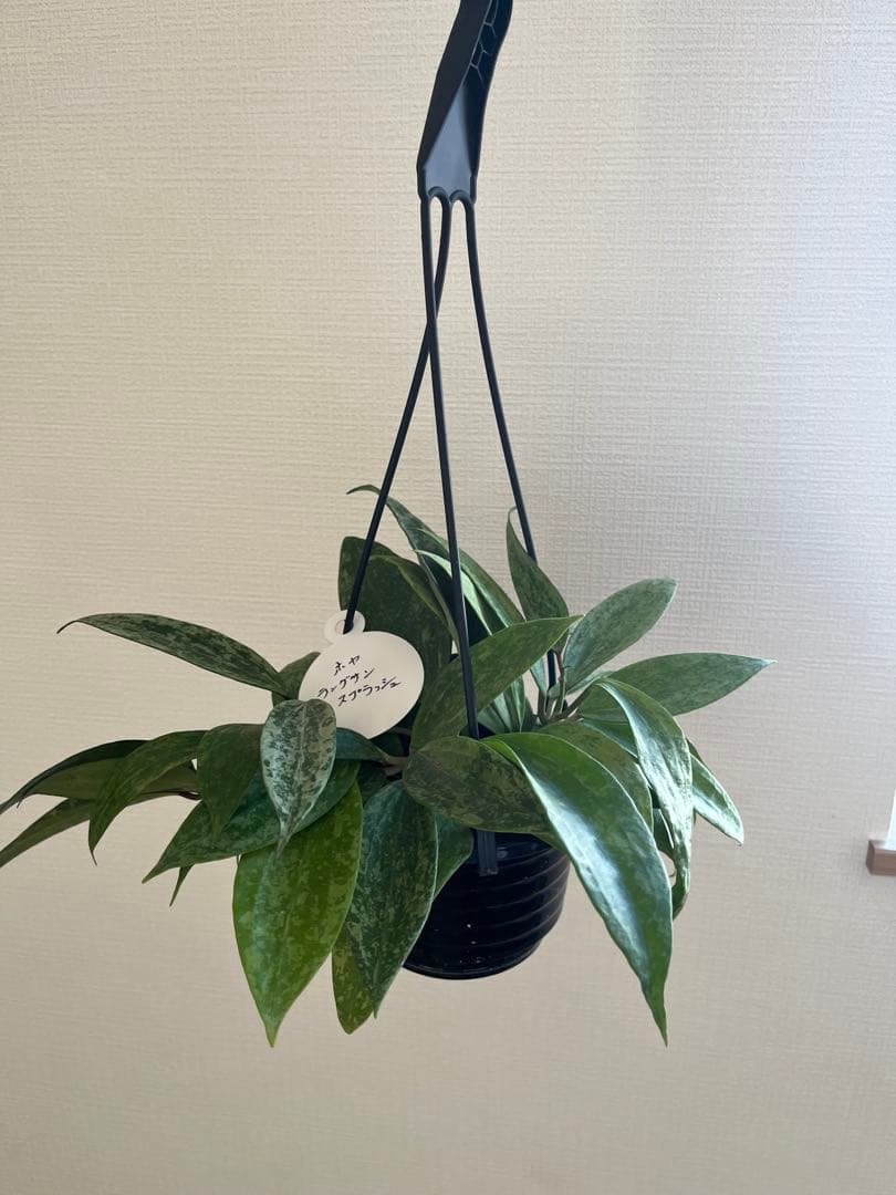 ホヤ ラングサン スプラッシュ