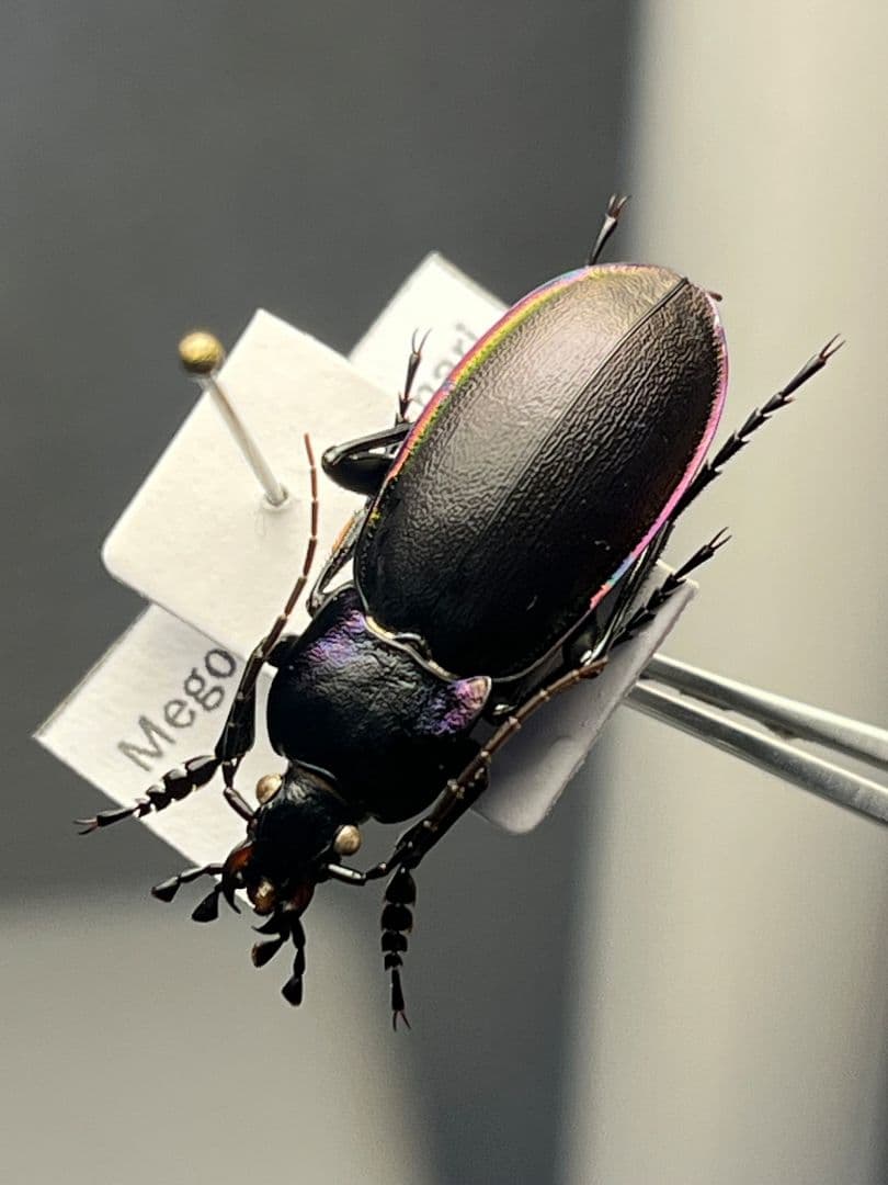 【27mm】ゲルマリーキンオサムシ Megodontus germari標本