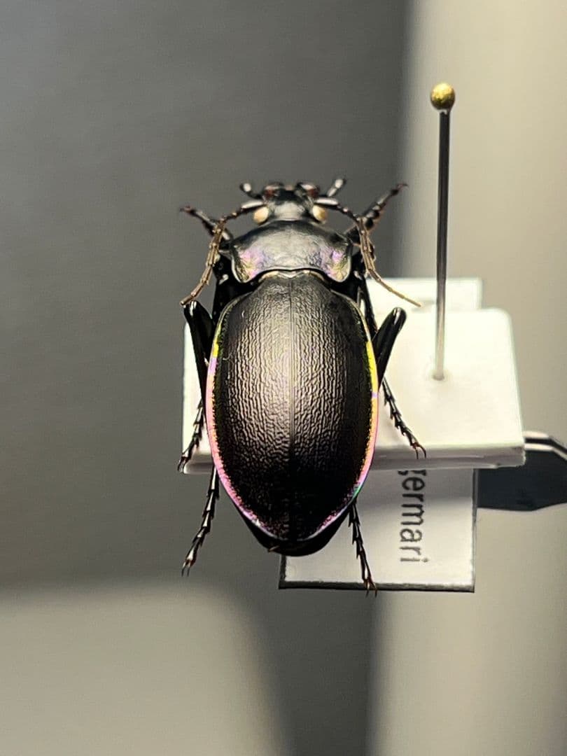 【27mm】ゲルマリーキンオサムシ Megodontus germari標本