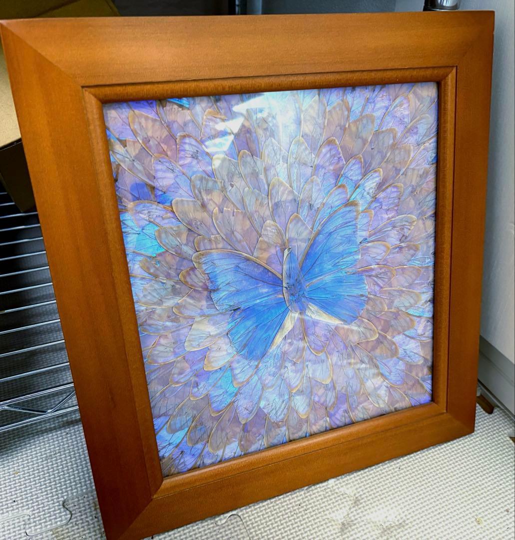 モルフォ蝶　壁飾り