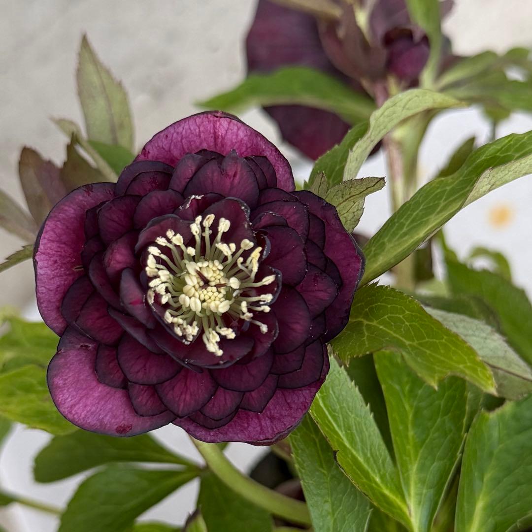 クリスマスローズ　ダブル