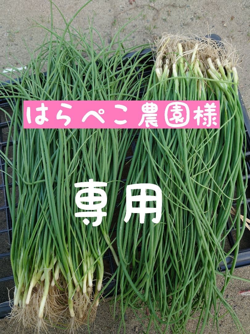 玉ねぎ苗【⭕️浜笑1000本⭕️マッハ2000本⭕️】【野菜苗】【玉葱苗】