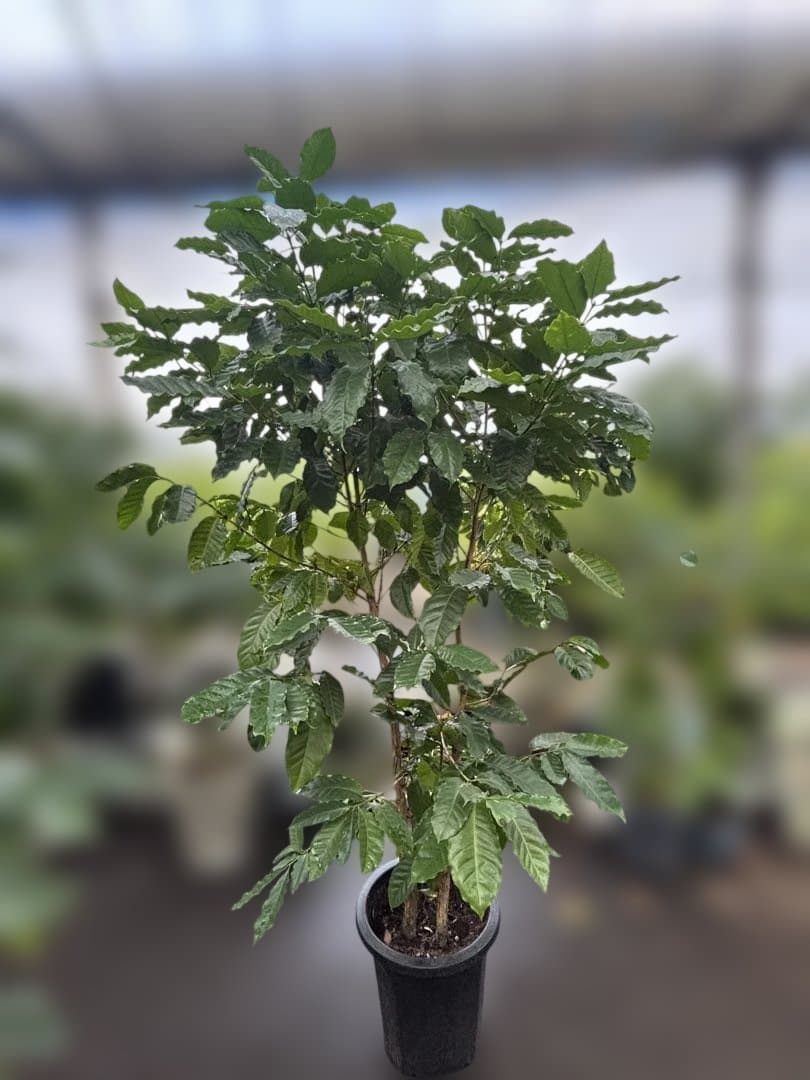 コーヒーの木 約1.7メートル 黒色鉢　10号　実付き
