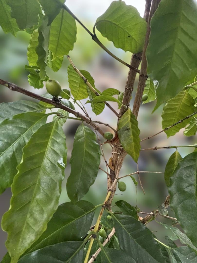 コーヒーの木 約1.7メートル 黒色鉢　10号　実付き