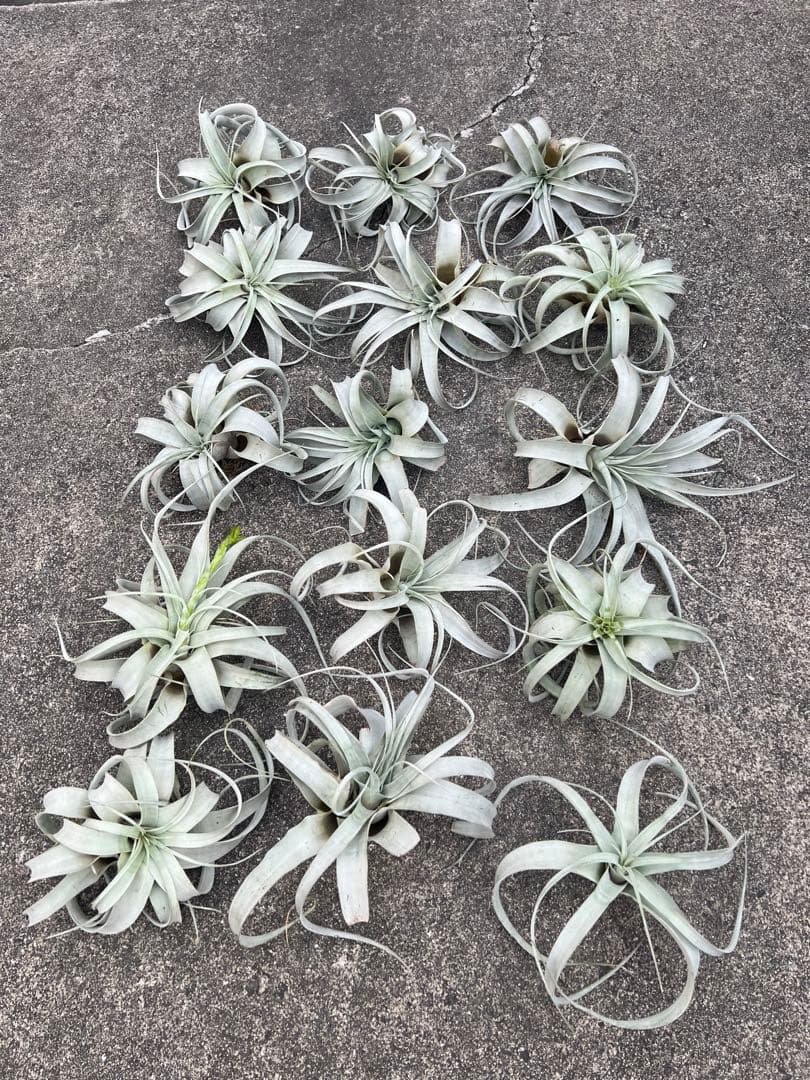 チランジア・キセログラフィカ15株…根っこ生え