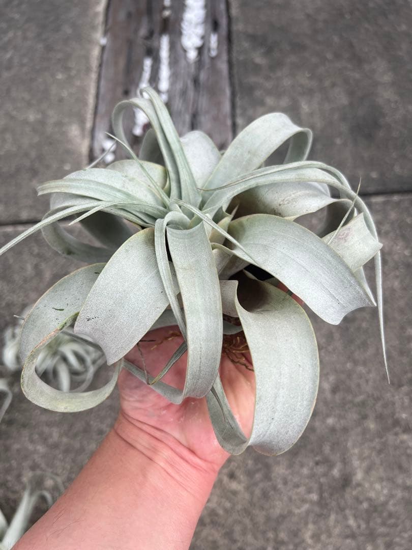 チランジア・キセログラフィカ15株…根っこ生え