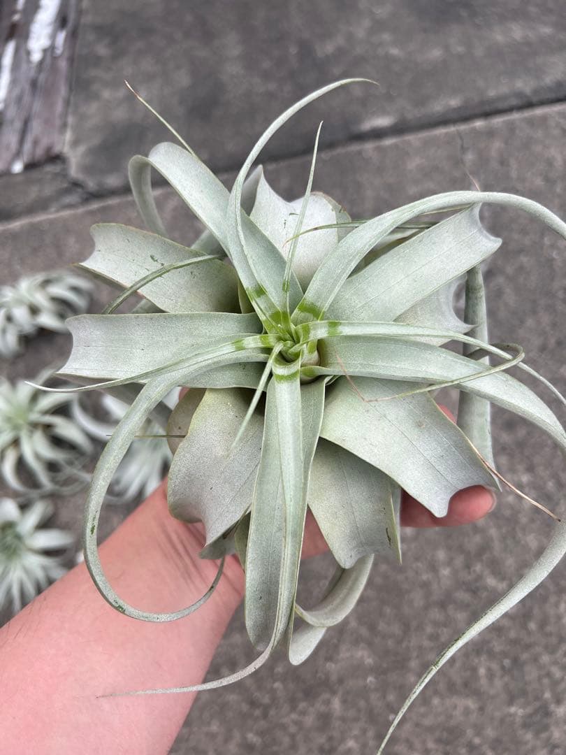 チランジア・キセログラフィカ15株…根っこ生え