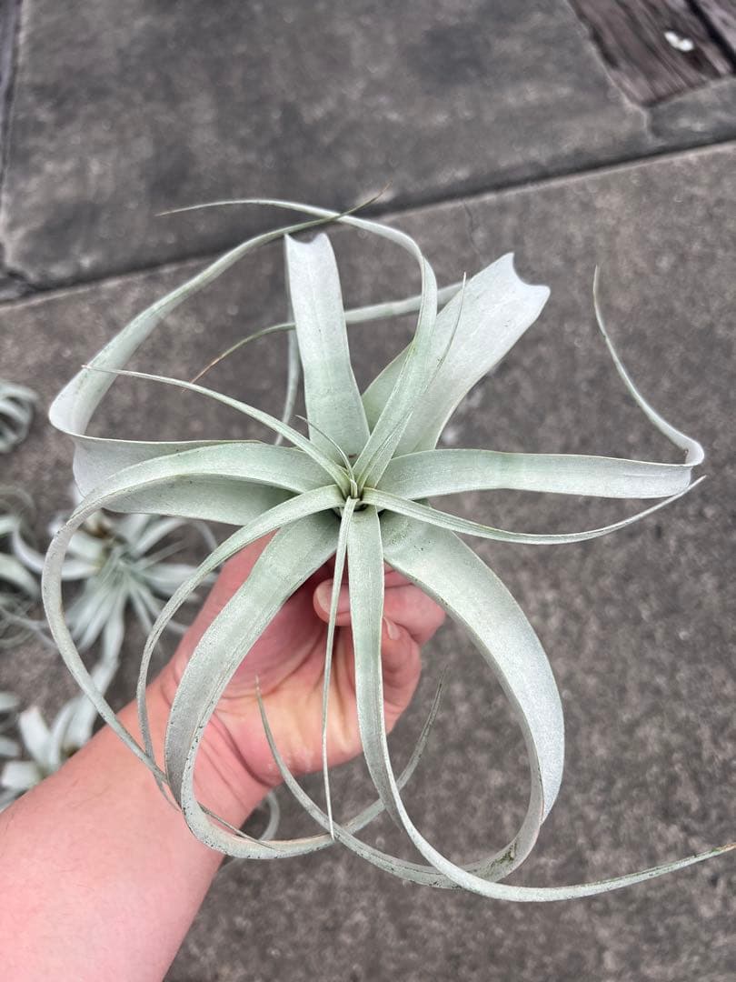 チランジア・キセログラフィカ15株…根っこ生え