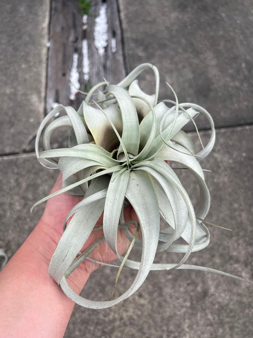チランジア・キセログラフィカ15株…根っこ生え