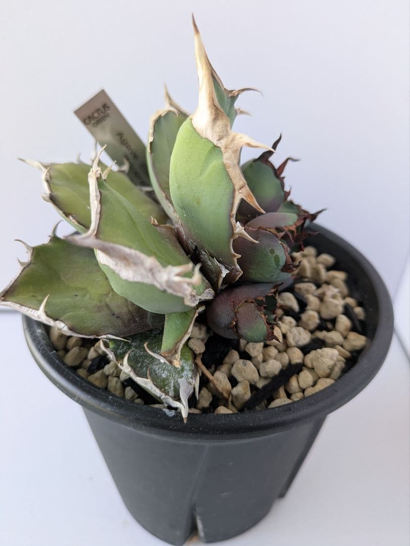 アガベ 白犀牛/トリケラトプス/triceratops　縦割り株