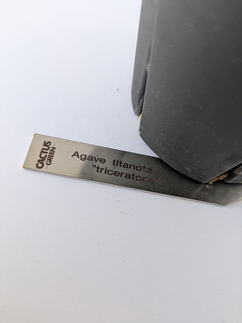 アガベ 白犀牛/トリケラトプス/triceratops　縦割り株