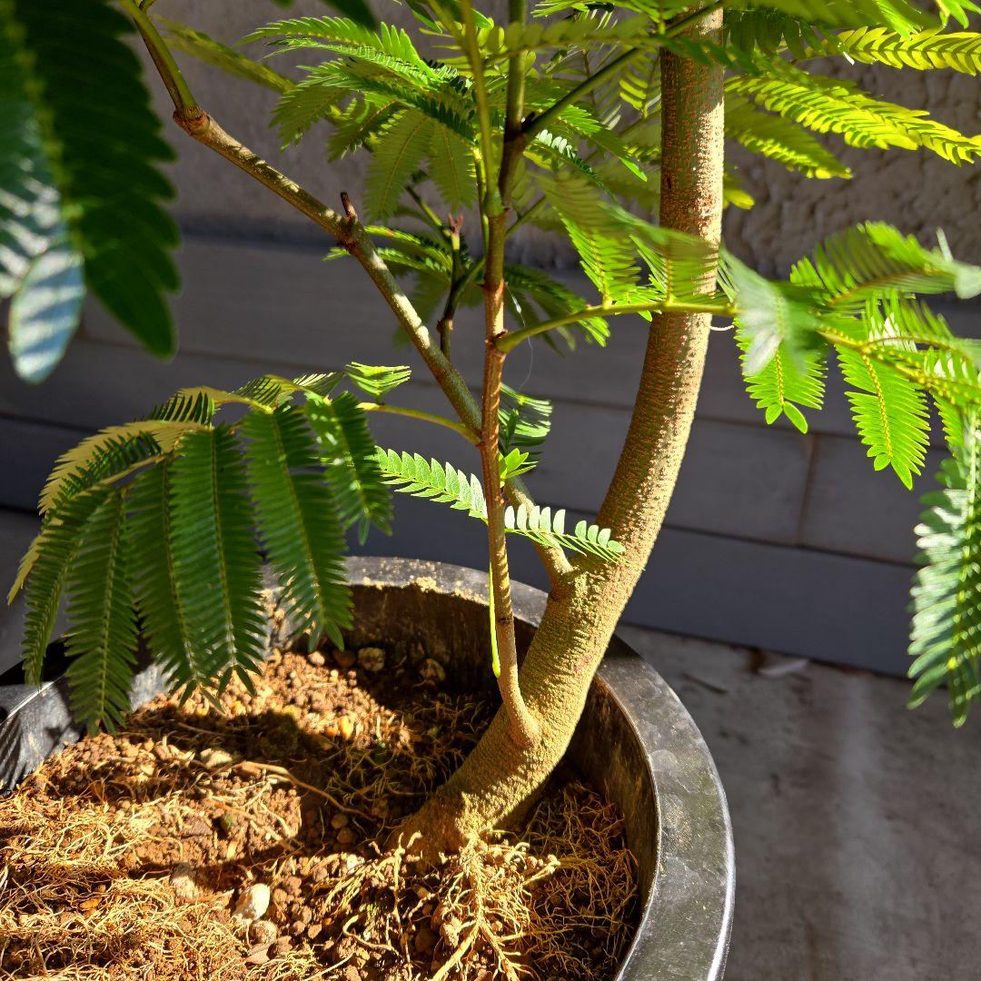 ⑪　エバーフレッシュ曲がり仕立て　8号特大苗木最高等級極上品‼️