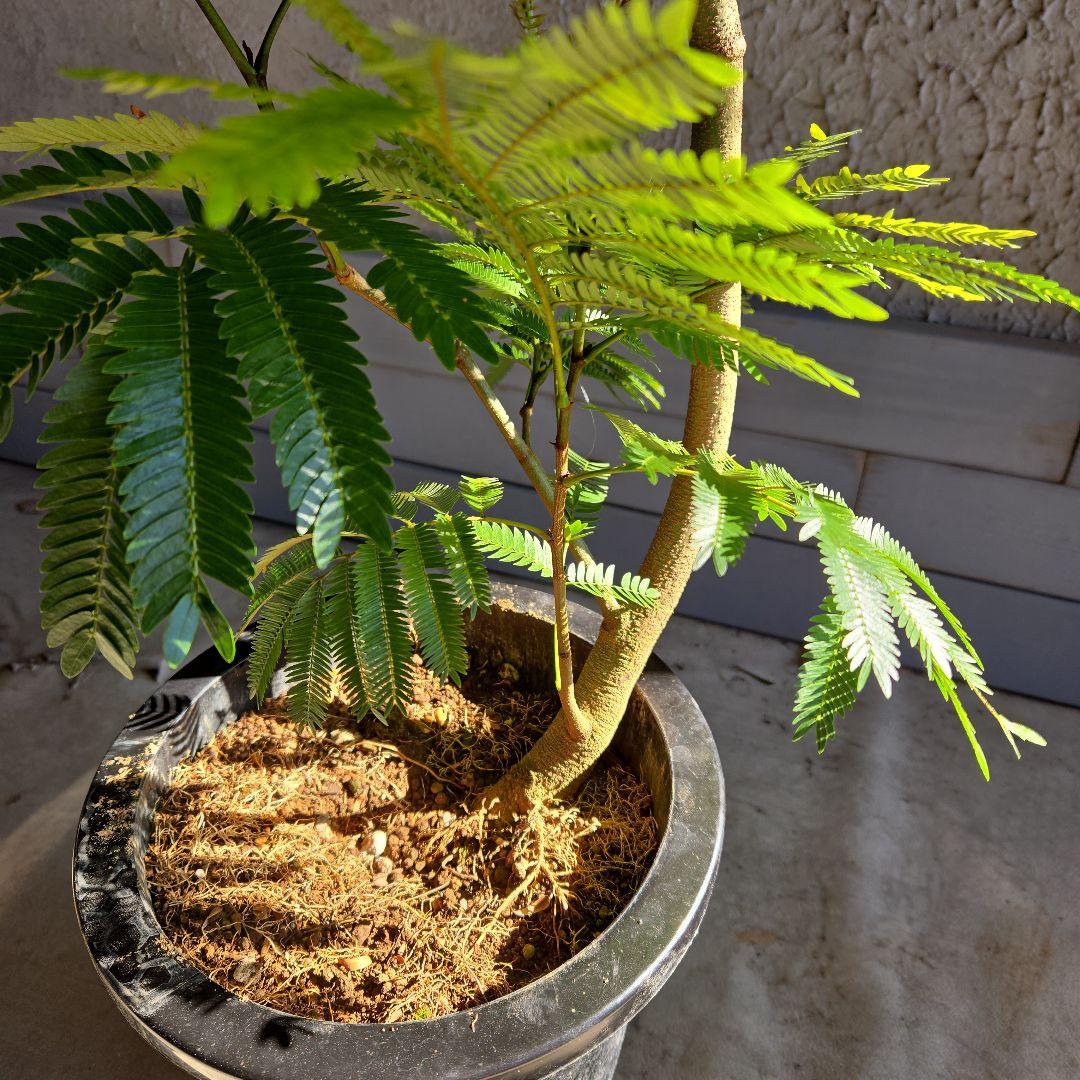 ⑪　エバーフレッシュ曲がり仕立て　8号特大苗木最高等級極上品‼️