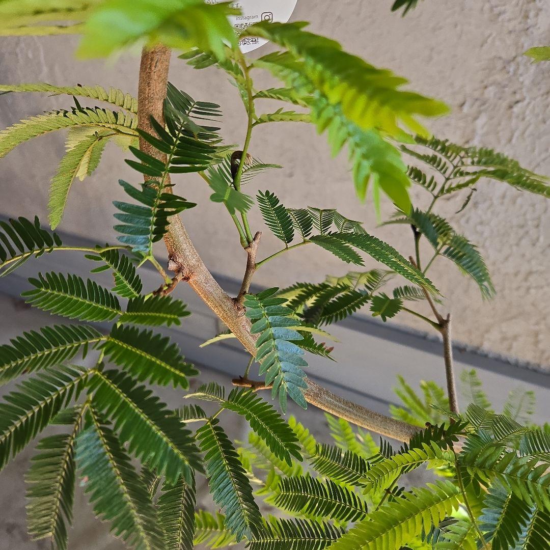 ⑪　エバーフレッシュ曲がり仕立て　8号特大苗木最高等級極上品‼️