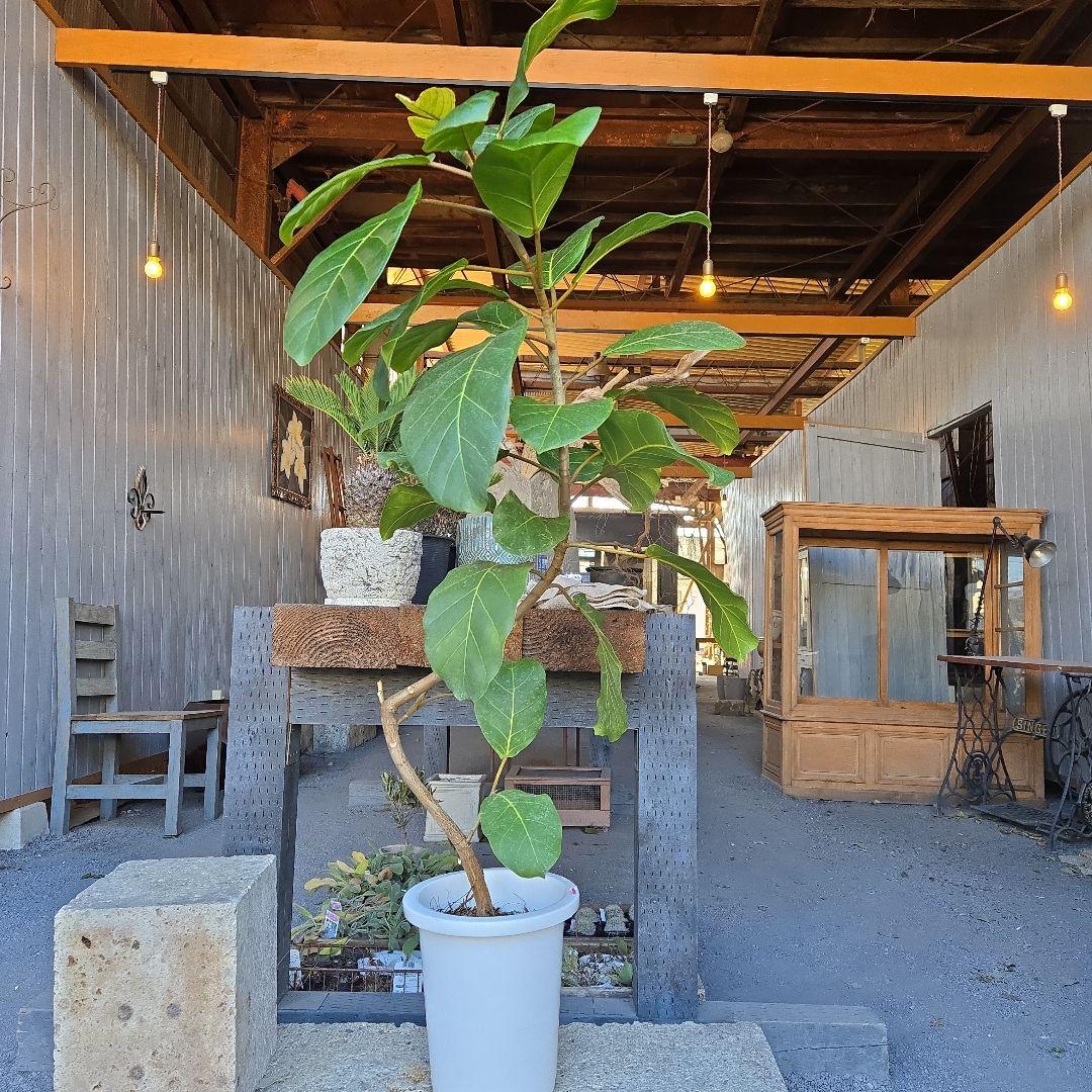 ⑦　フィカス　アフリカンプリンセス　曲がり仕立て8号特大苗木最高等級極上品‼️