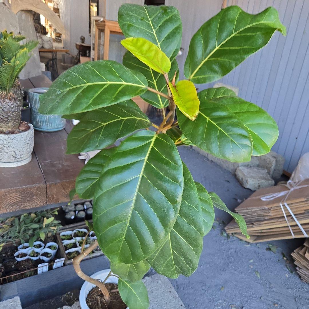 ⑦　フィカス　アフリカンプリンセス　曲がり仕立て8号特大苗木最高等級極上品‼️
