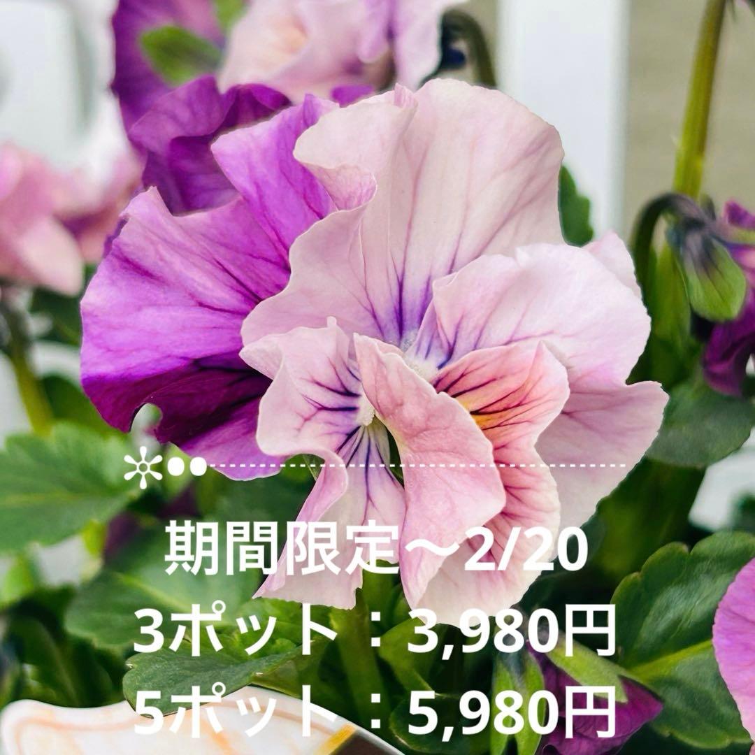 とも さま✼••セール中••✼Ｍ６♥ビオラマーブル♥毎年大人気