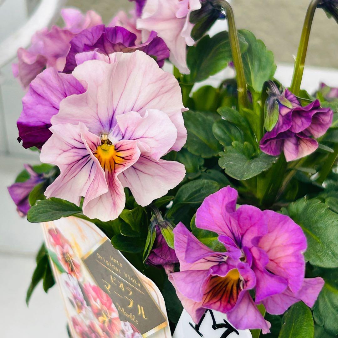 とも さま✼••セール中••✼Ｍ６♥ビオラマーブル♥毎年大人気