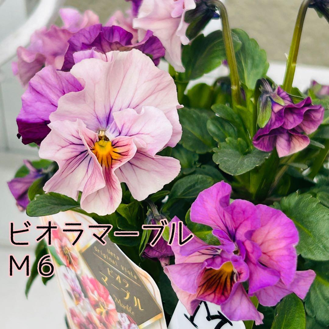 とも さま✼••セール中••✼Ｍ６♥ビオラマーブル♥毎年大人気
