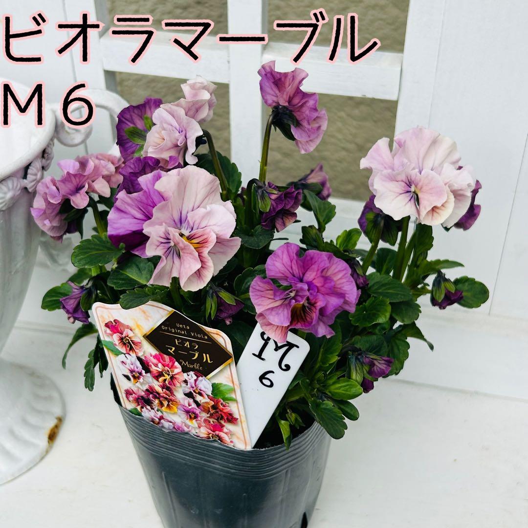 とも さま✼••セール中••✼Ｍ６♥ビオラマーブル♥毎年大人気